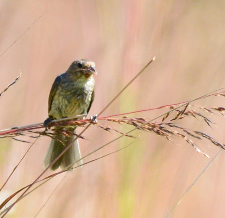 Indigo Bunting - ML642028621