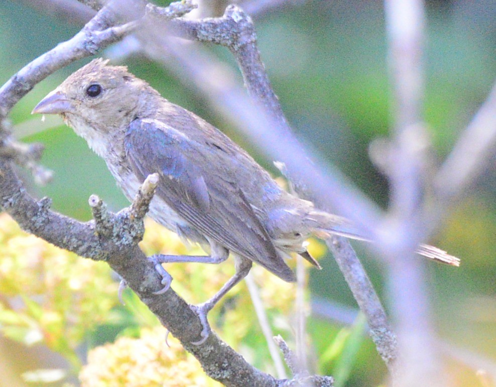 Indigo Bunting - ML642028622