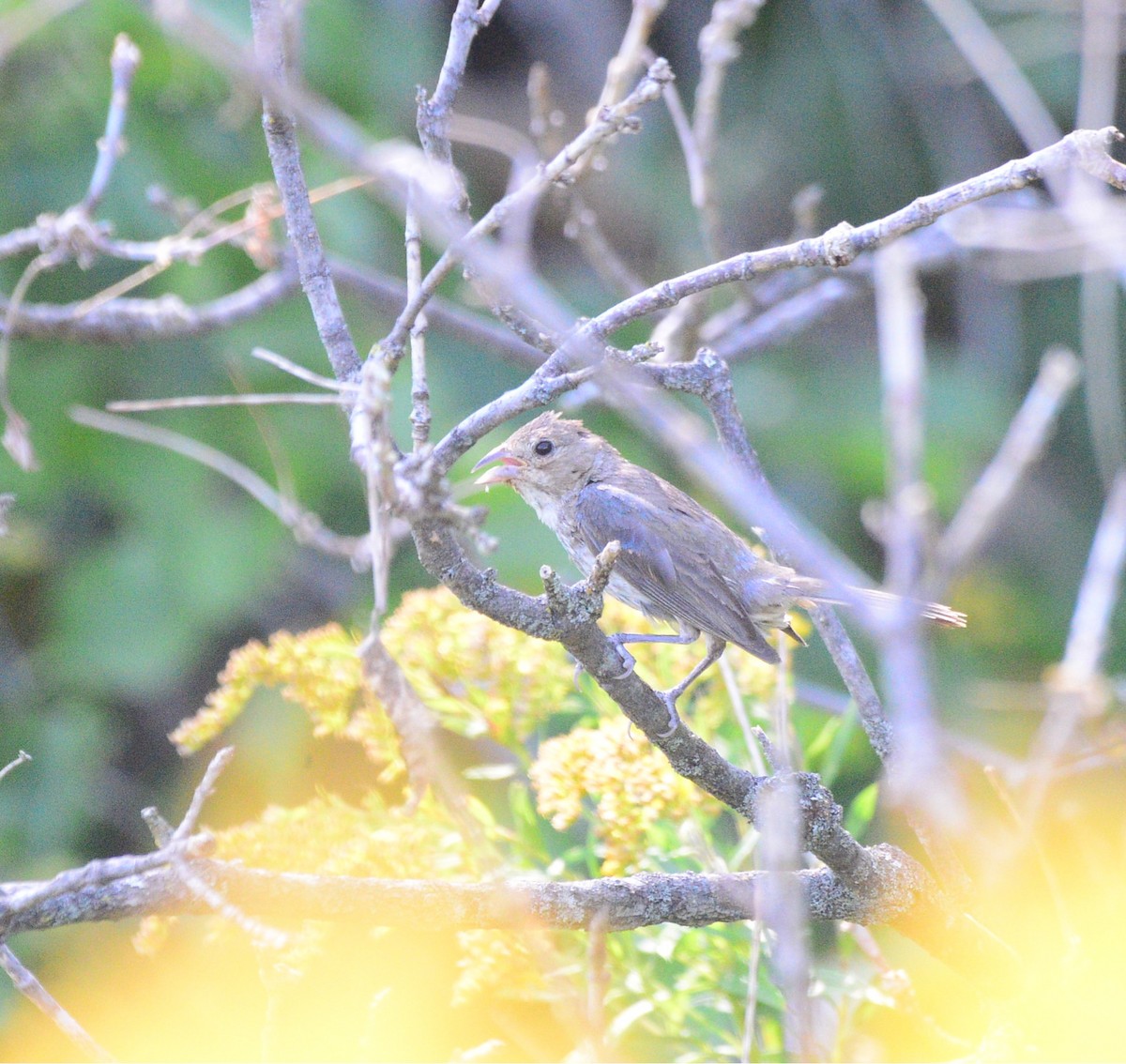 Indigo Bunting - ML642028623