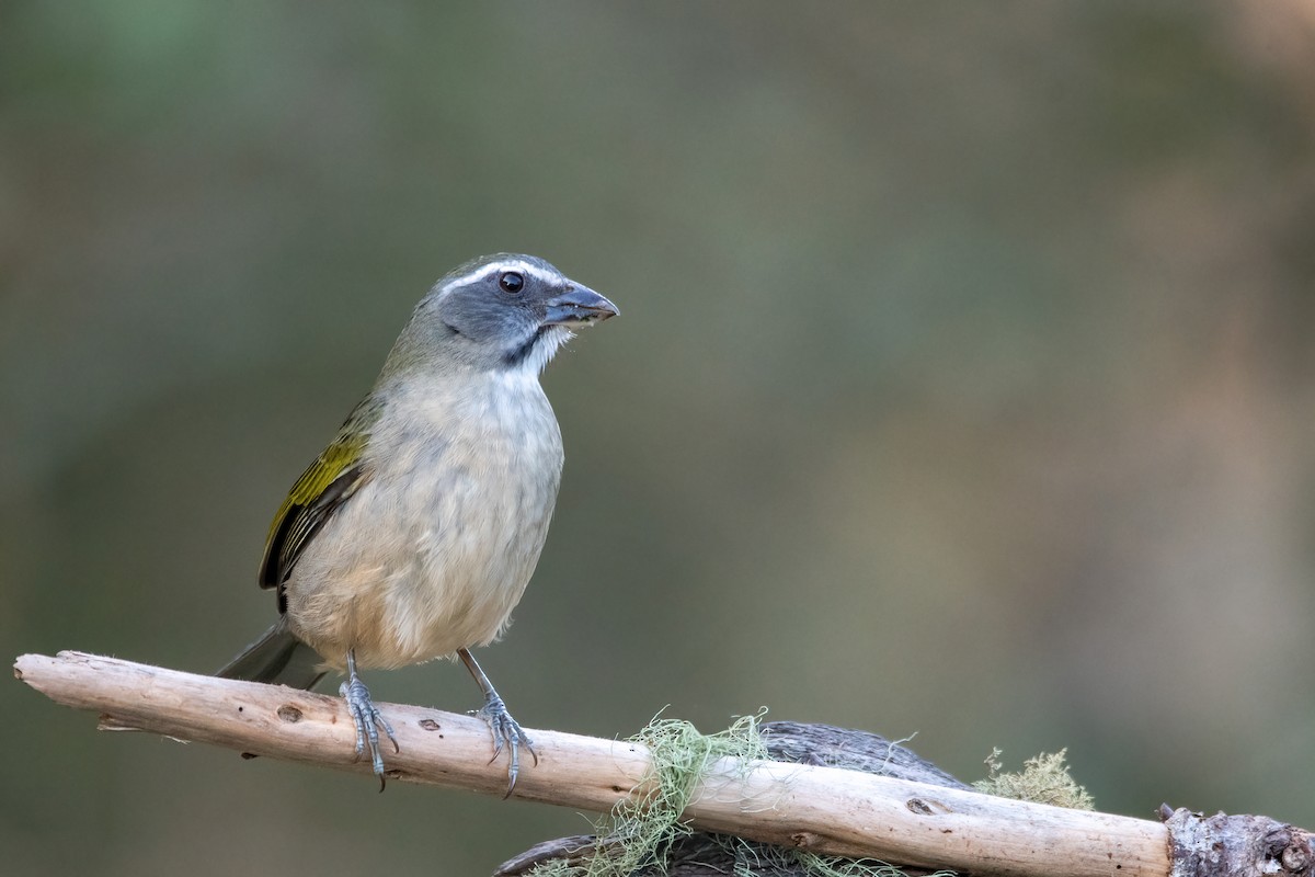 Green-winged Saltator - ML642028625