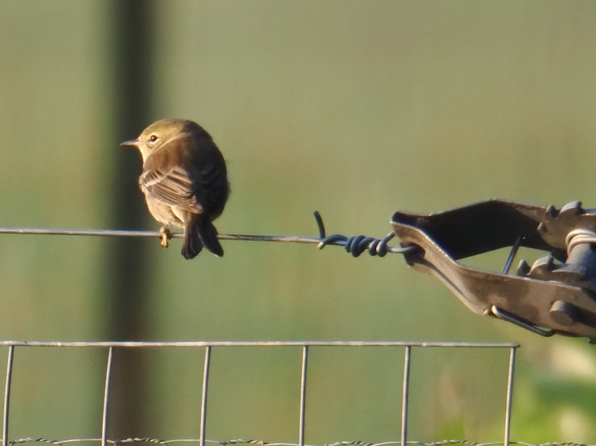 Pine Warbler - ML642028626