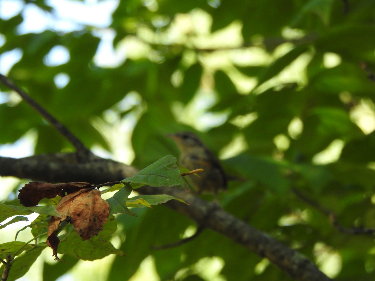 Northern House Wren - ML642028627
