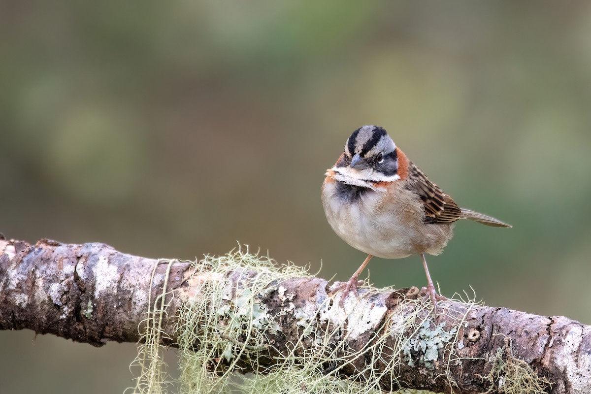 Rufous-collared Sparrow - ML642028629