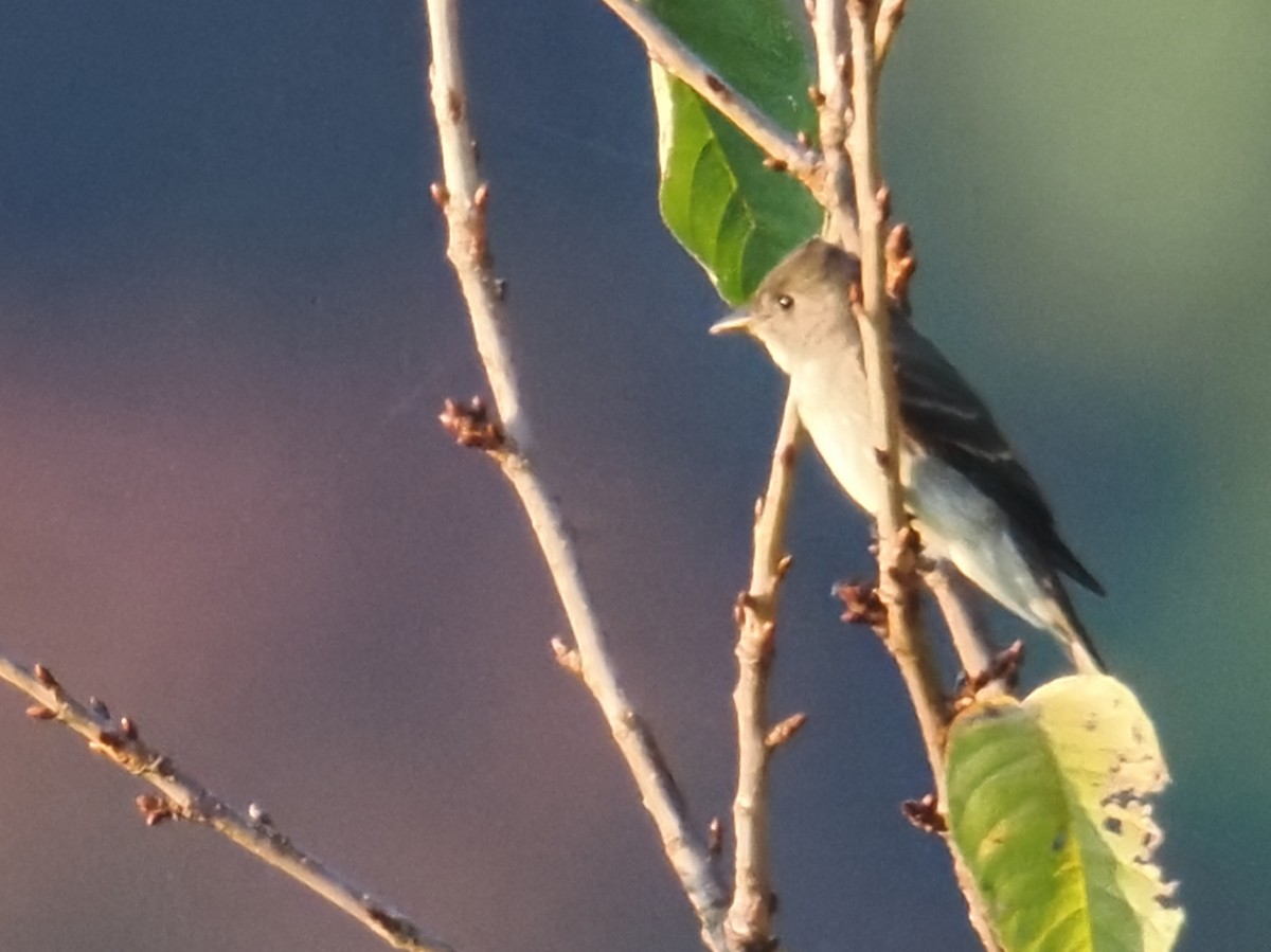 Eastern Wood-Pewee - ML642028631