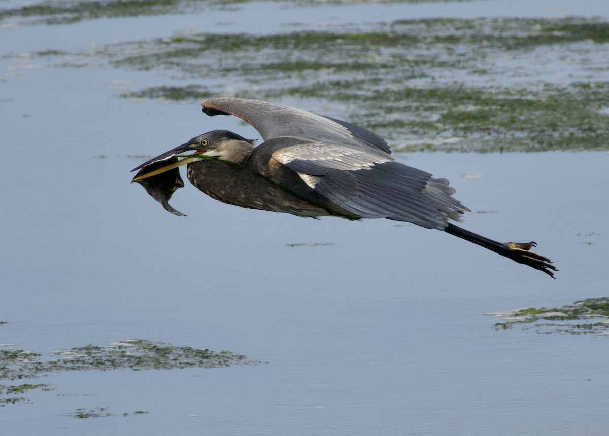 Great Blue Heron - ML642028632