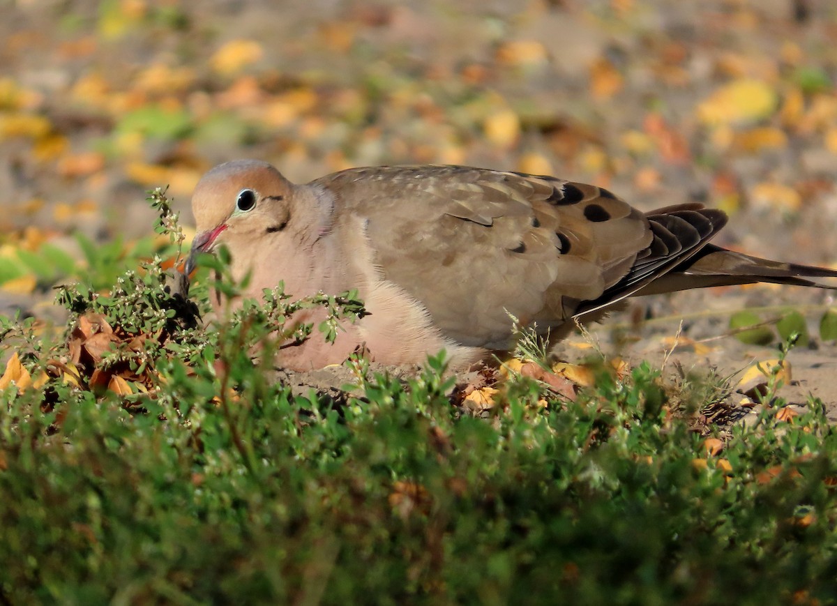 Mourning Dove - ML642028633