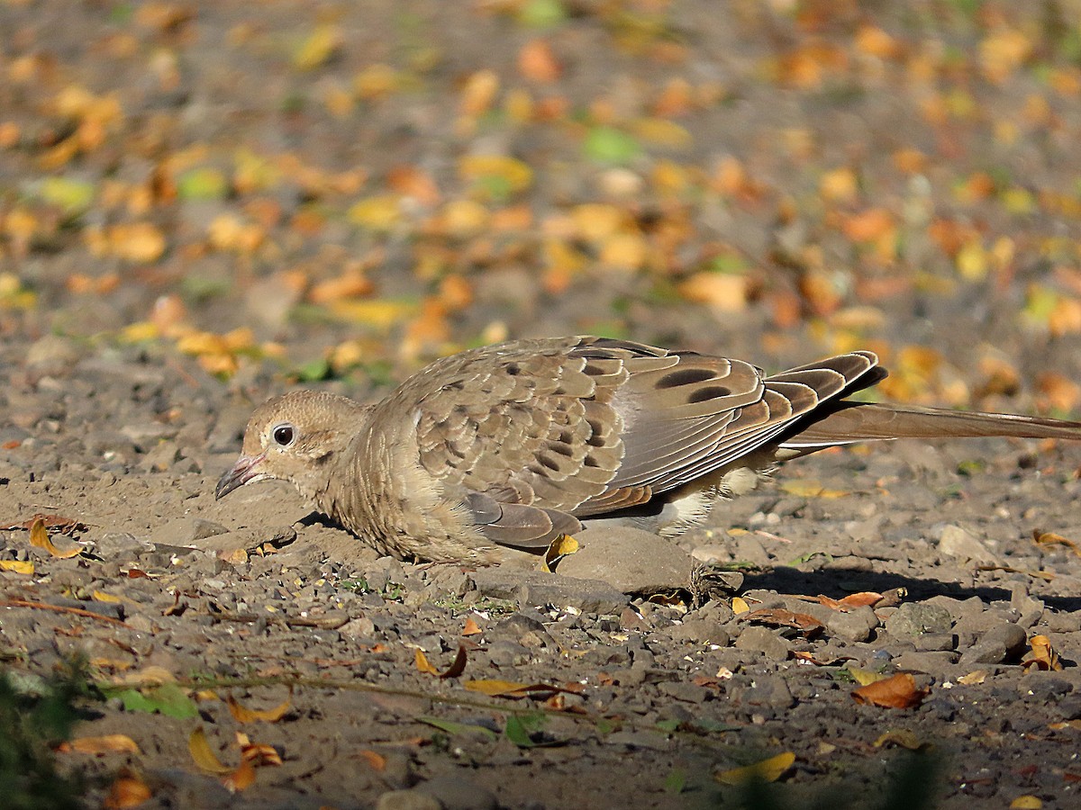 Mourning Dove - ML642028638