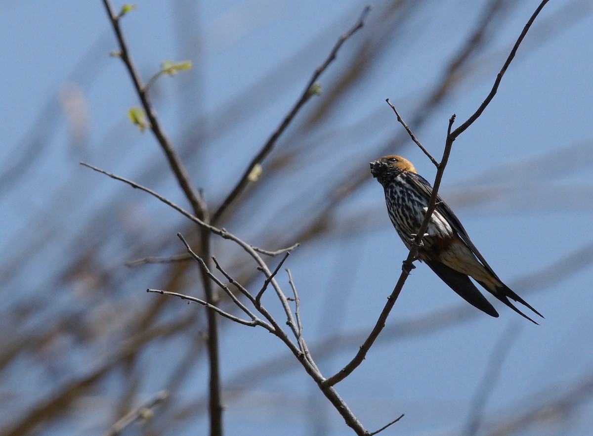 Lesser Striped Swallow - ML642028640