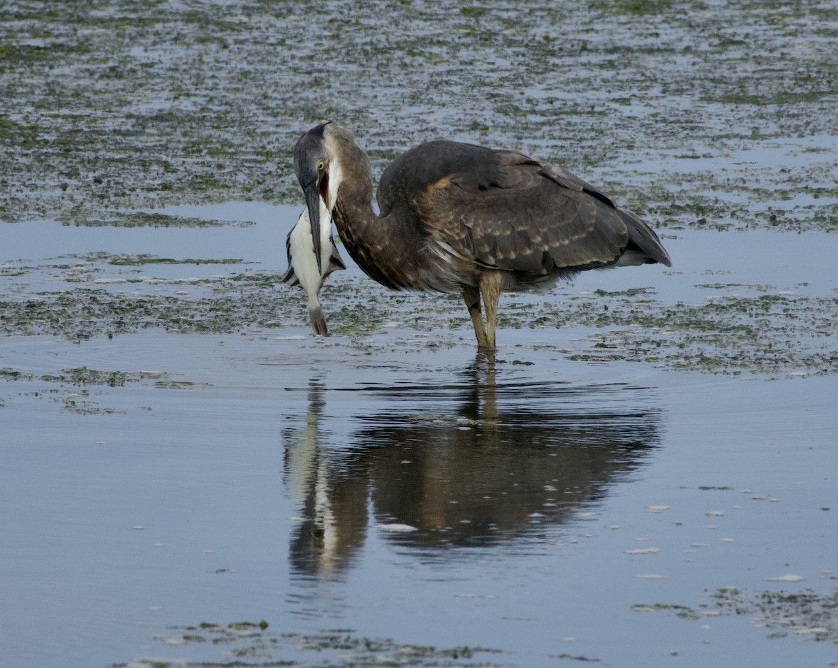 Great Blue Heron - ML642028642
