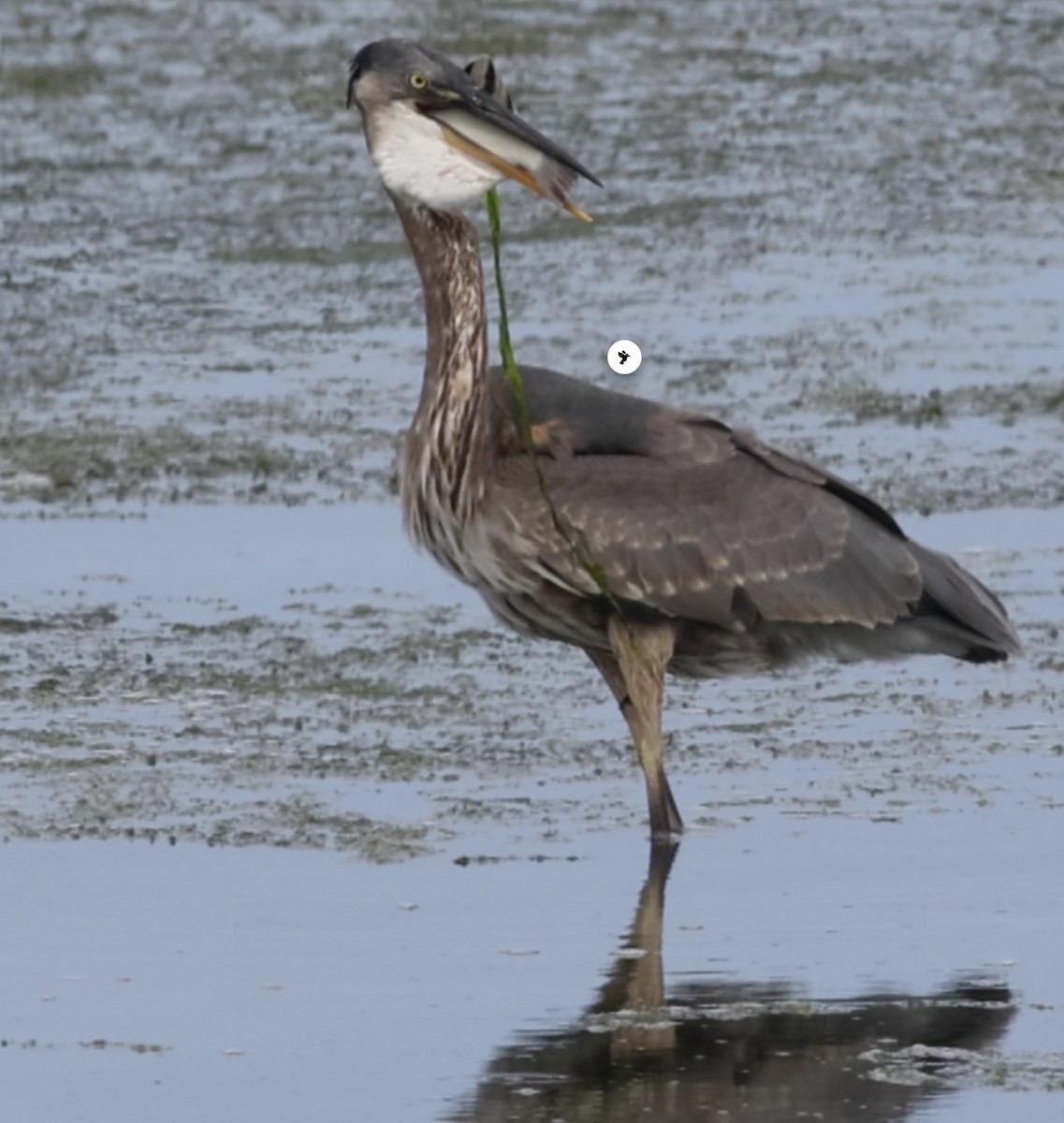 Great Blue Heron - ML642028643