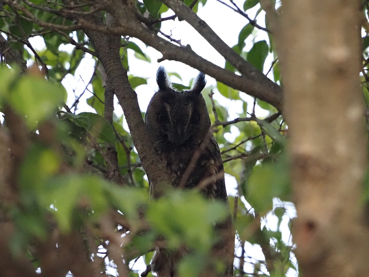 Long-eared Owl - ML642028650