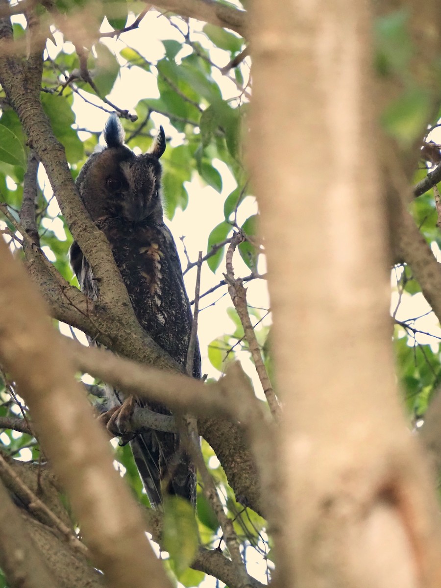 Long-eared Owl - ML642028651