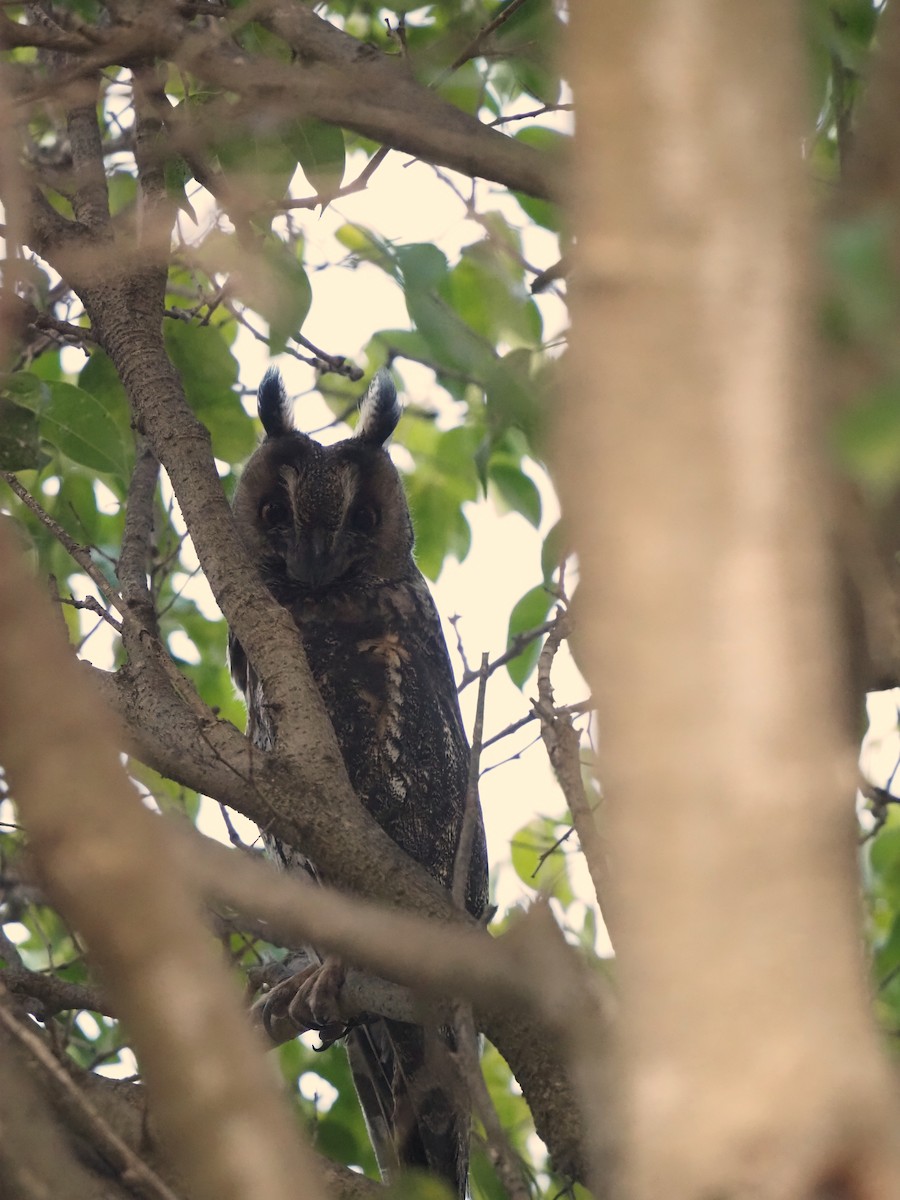 Long-eared Owl - ML642028652