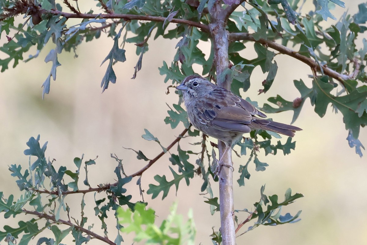Rufous-crowned Sparrow - ML642028655