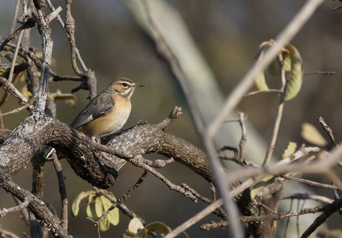Miombo Scrub-Robin - ML642028671