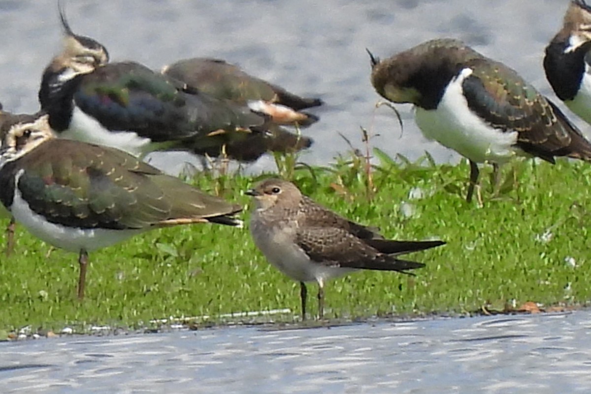 Black-winged Pratincole - ML642028674