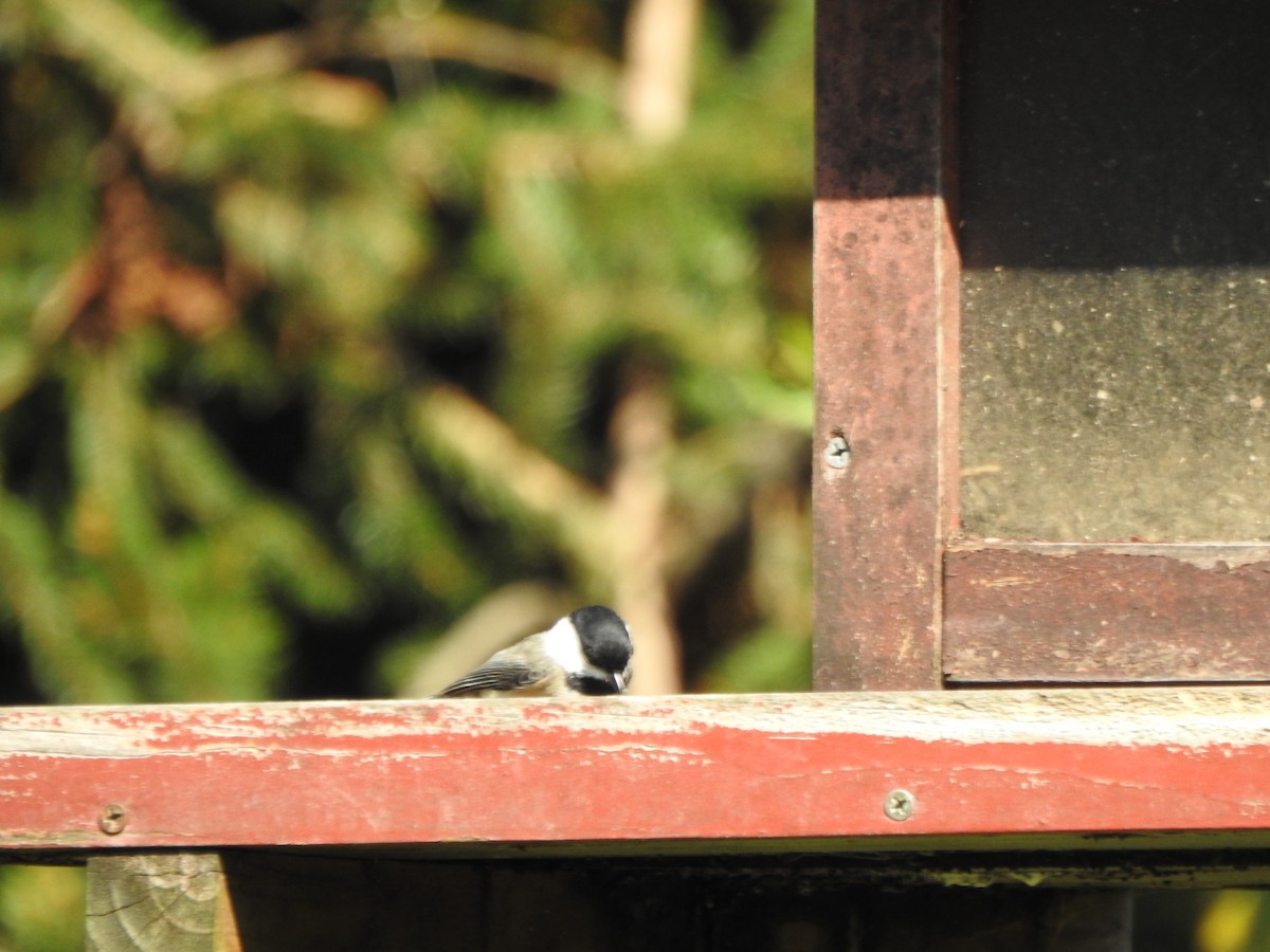 Carolina Chickadee - ML642028678