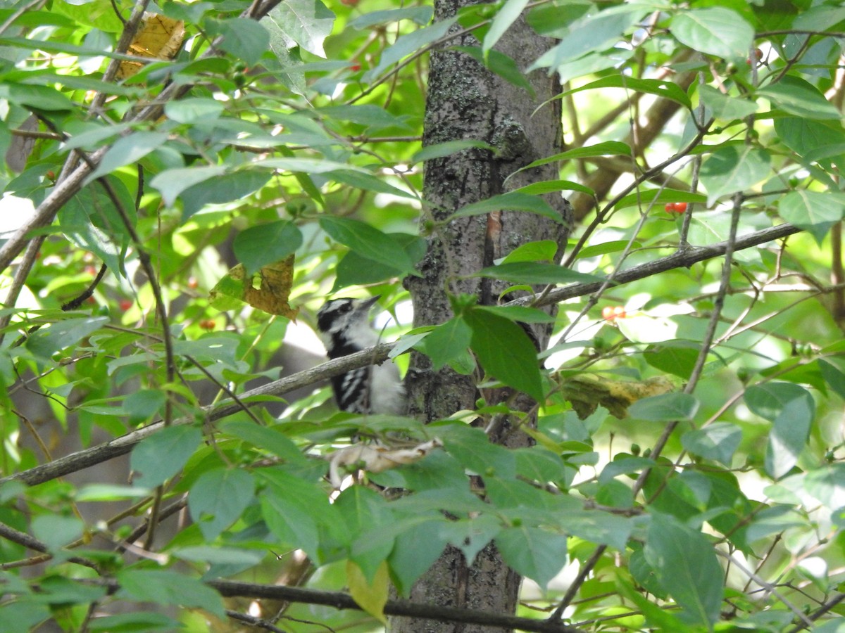 Downy Woodpecker - ML642028714