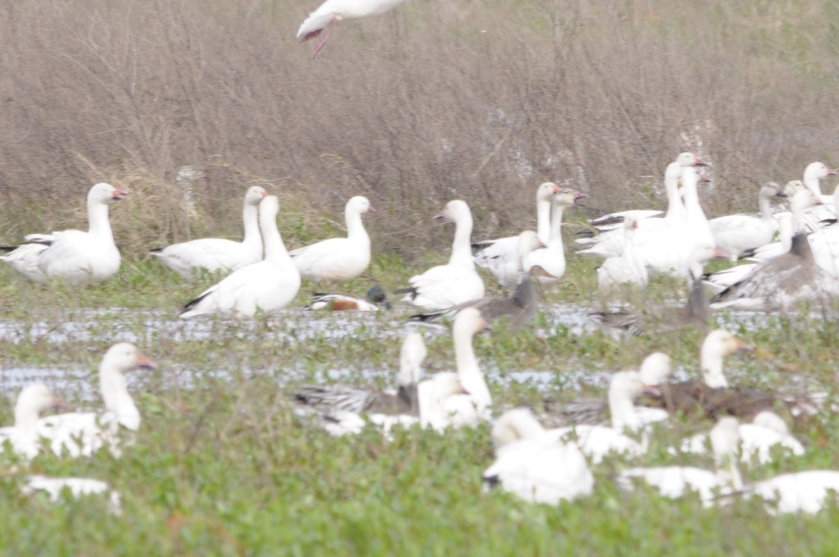 Ross's Goose - ML642028723