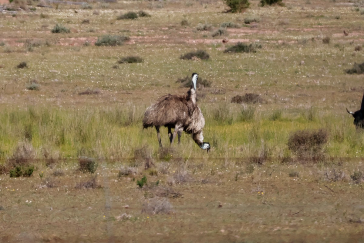 Эму - ML642028725