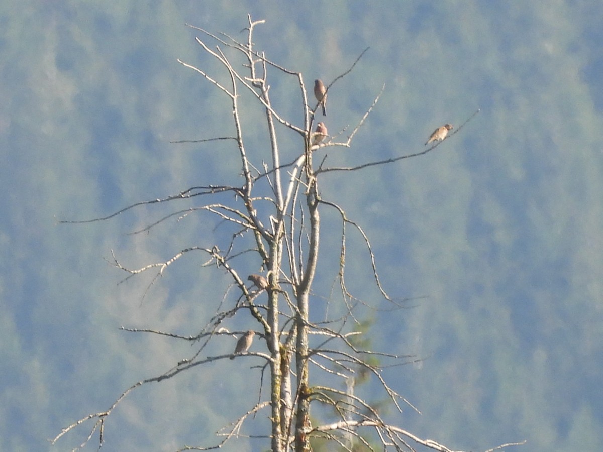 finch sp. - ML642028747