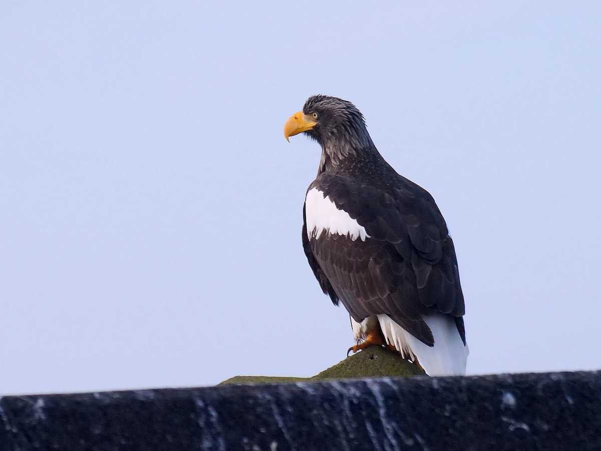 Steller's Sea-Eagle - ML642028771