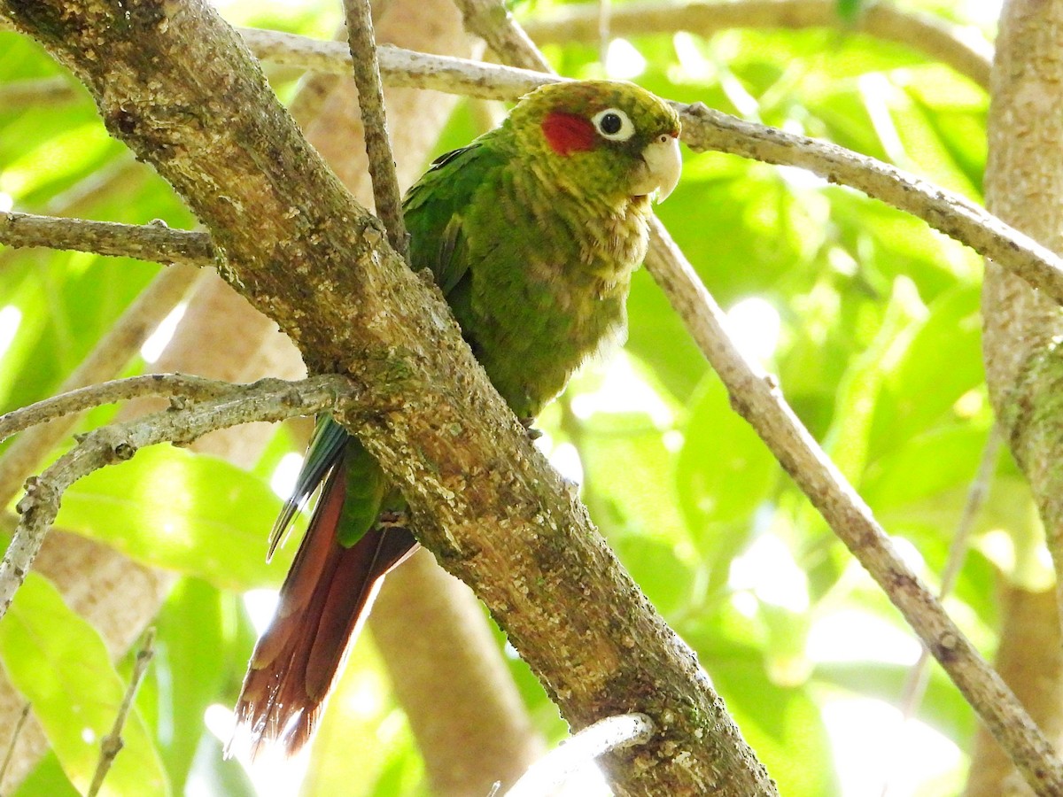 Sulphur-winged Parakeet - ML642028792