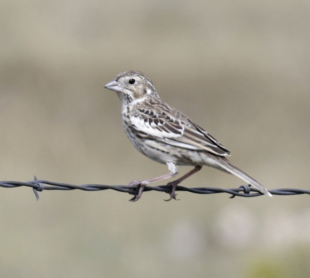 Lark Bunting - ML642028795