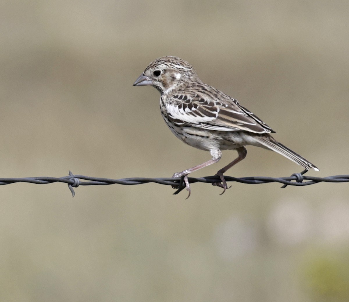 Lark Bunting - ML642028796