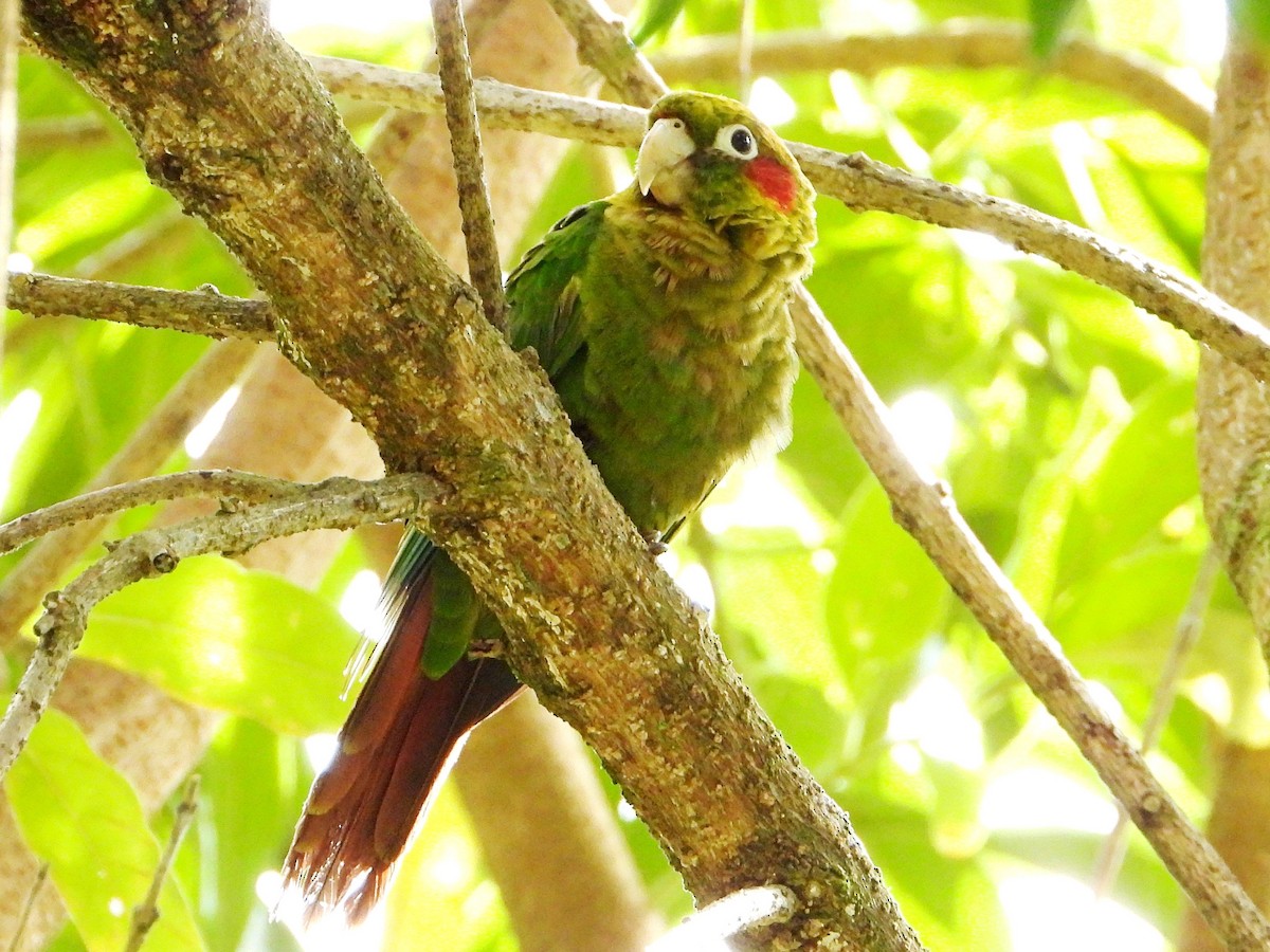 Sulphur-winged Parakeet - ML642028800