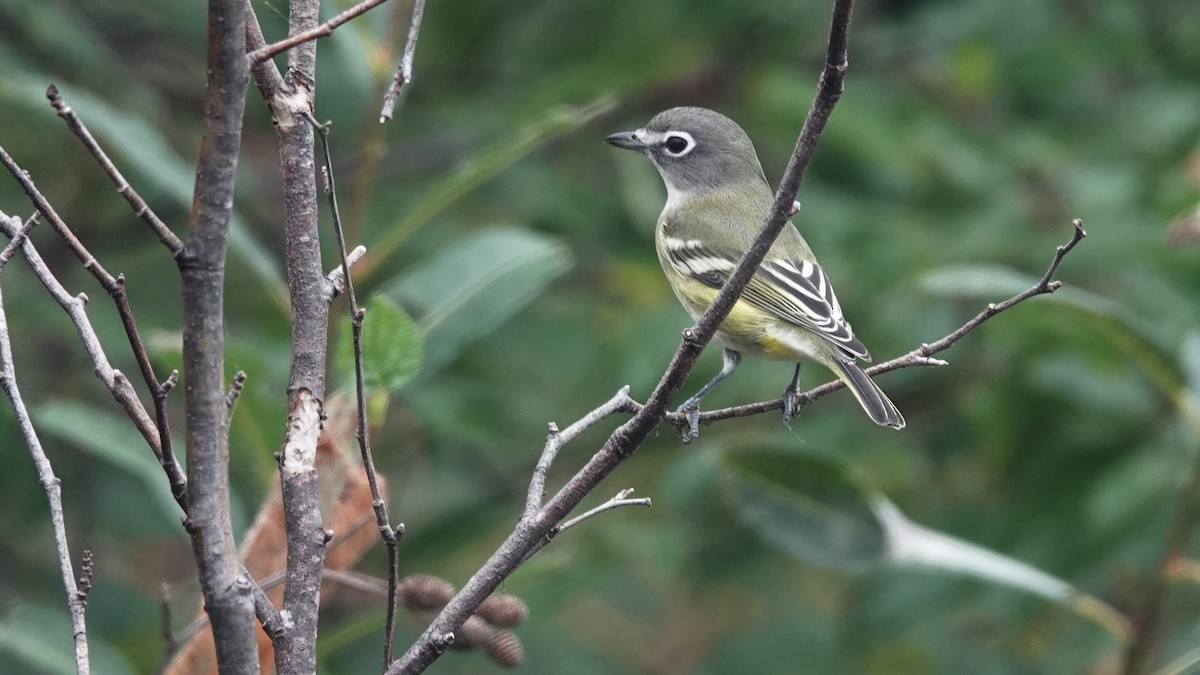 Blue-headed Vireo - ML642028809