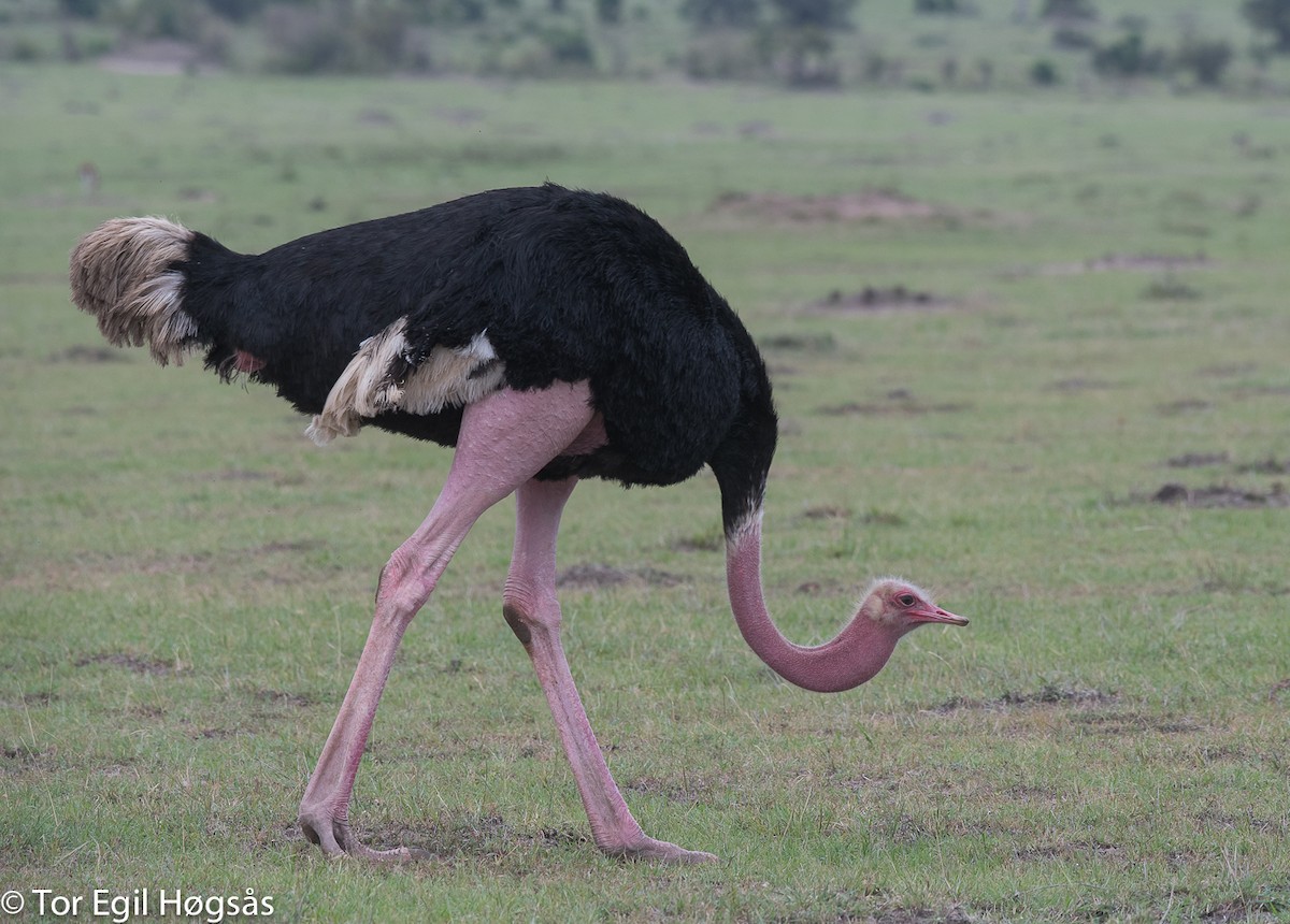 Common Ostrich - Tor Egil Høgsås