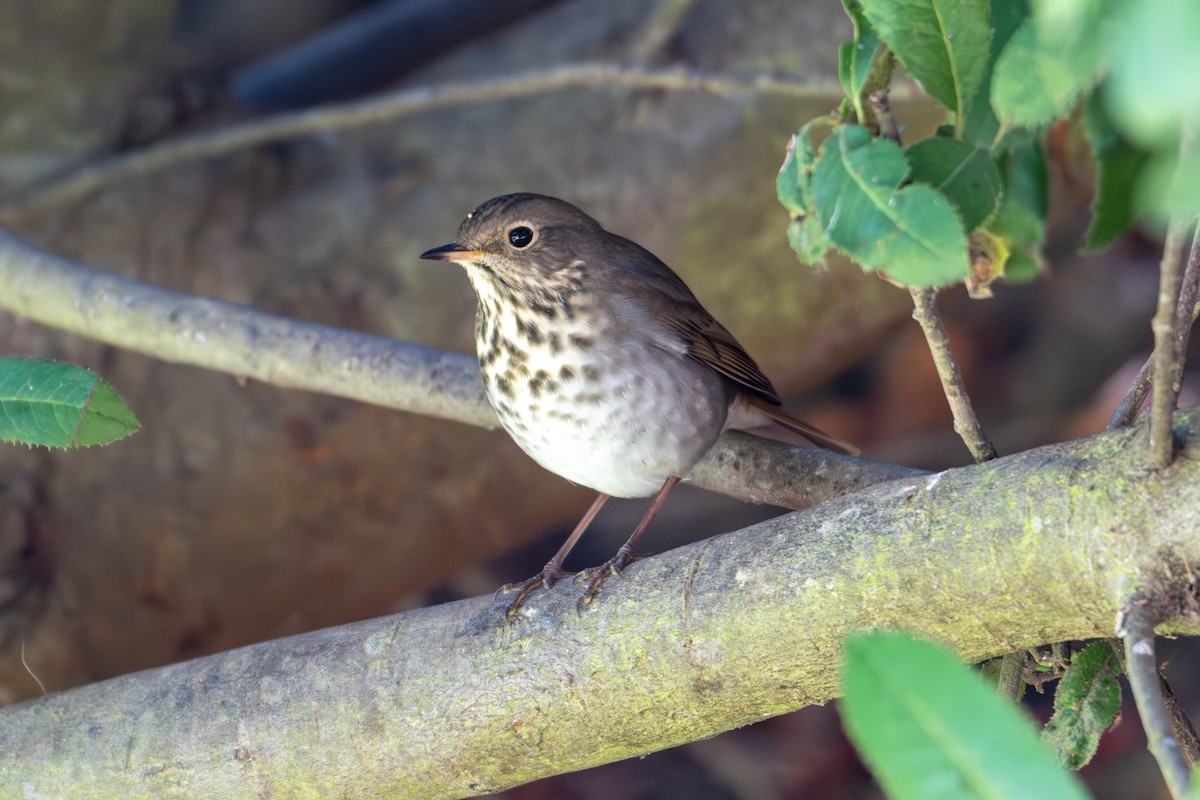 Hermit Thrush - ML642028811