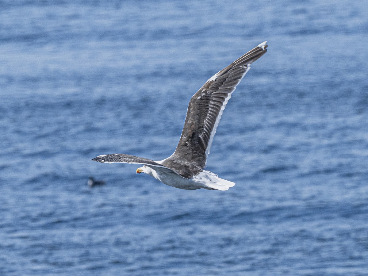 Great Black-backed Gull - ML642028832