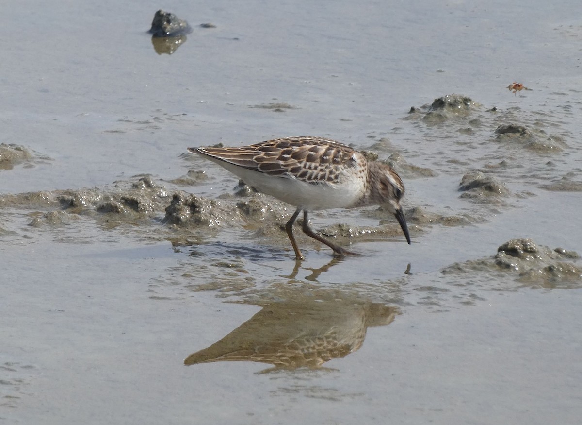Semipalmated Sandpiper - ML642028852
