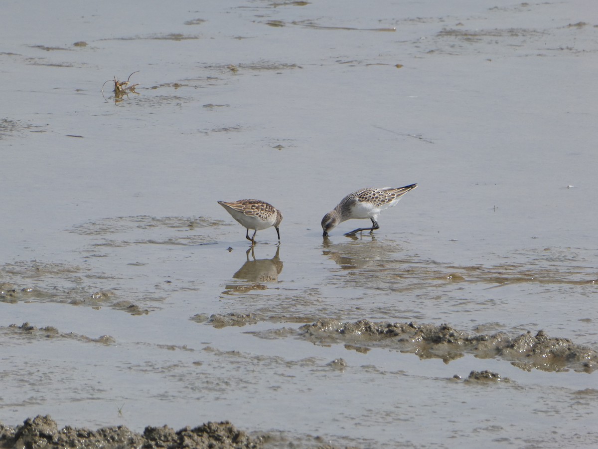 Semipalmated Sandpiper - ML642028856