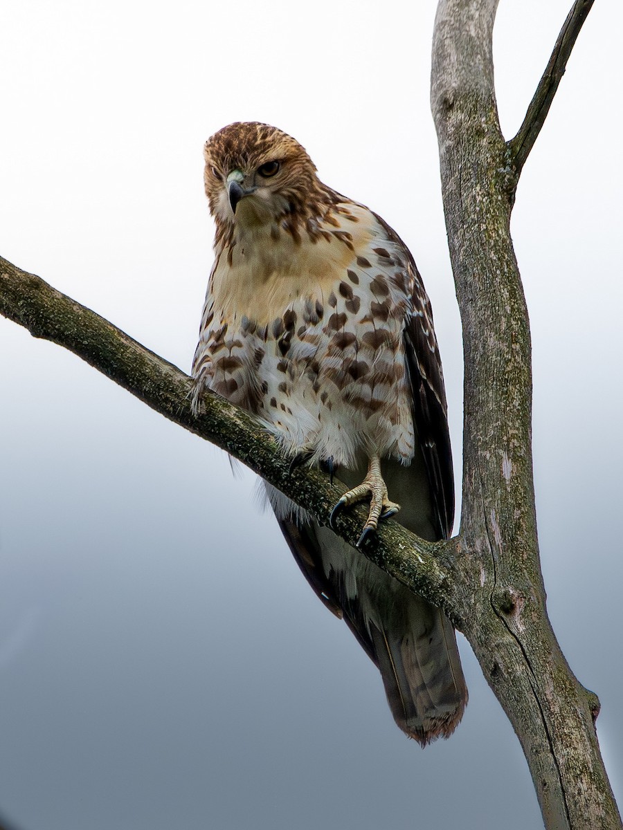 Red-tailed Hawk - ML642028862