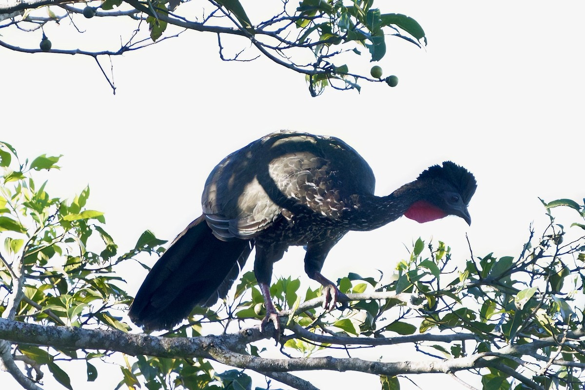 Crested Guan - ML642028878