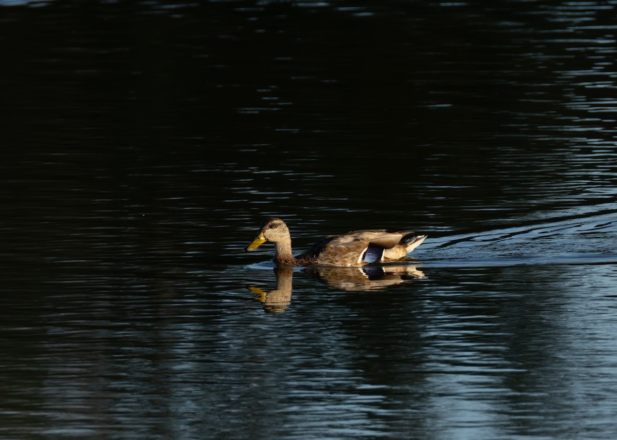 マガモ - ML642028915