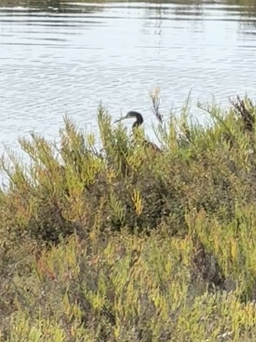 Tricolored Heron - ML642028922