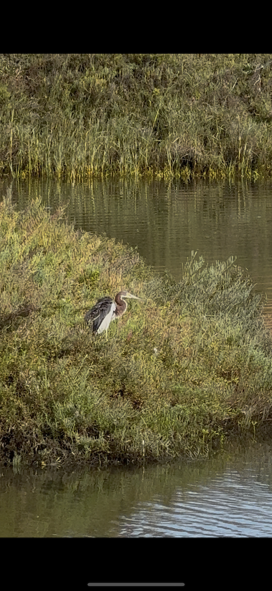 Tricolored Heron - ML642028923