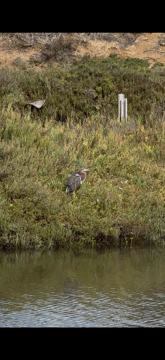 Tricolored Heron - ML642028924