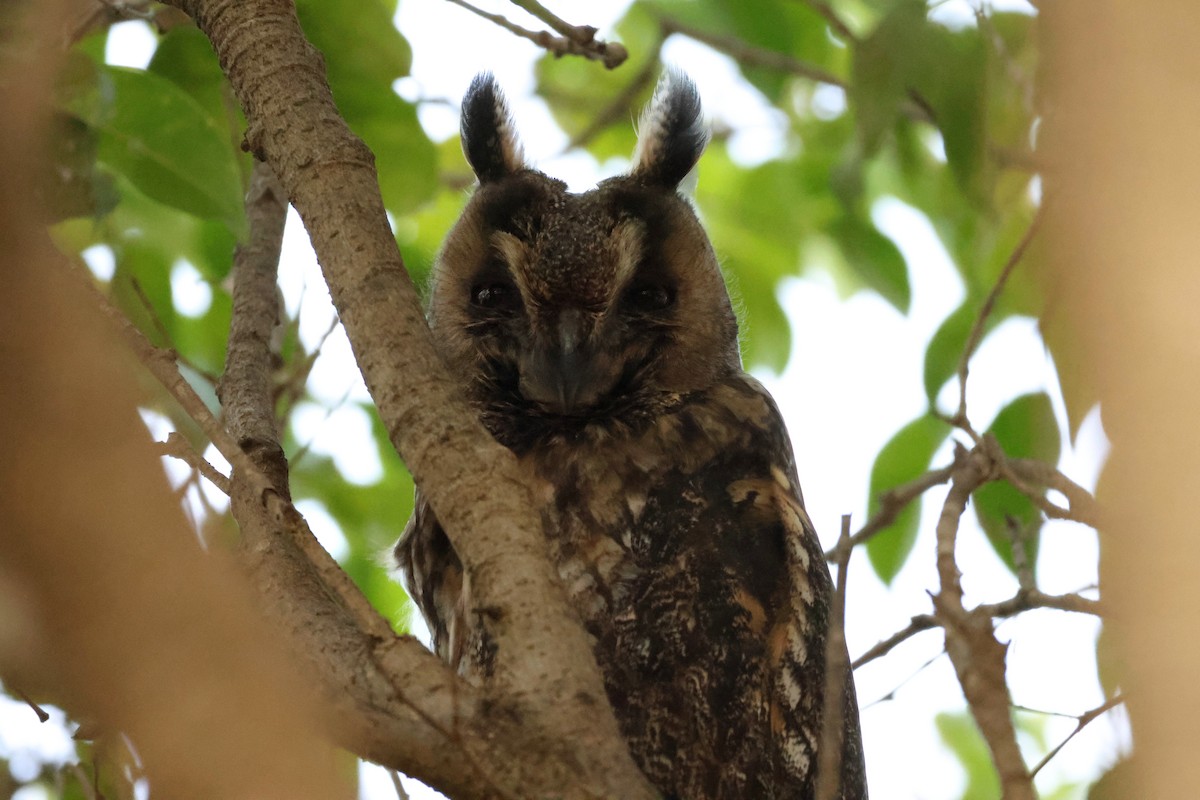 Long-eared Owl - ML642028930