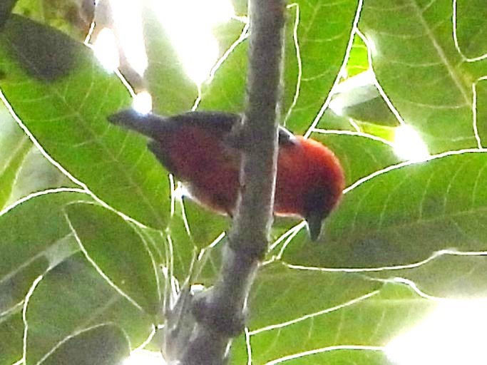 White-winged Tanager - ML642028932
