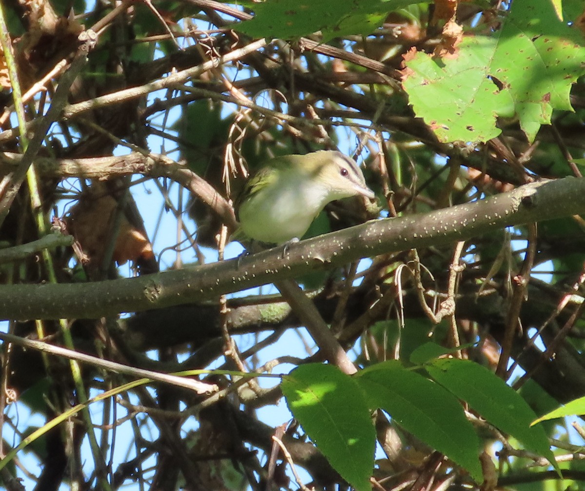 Vireo begigorria - ML642028934