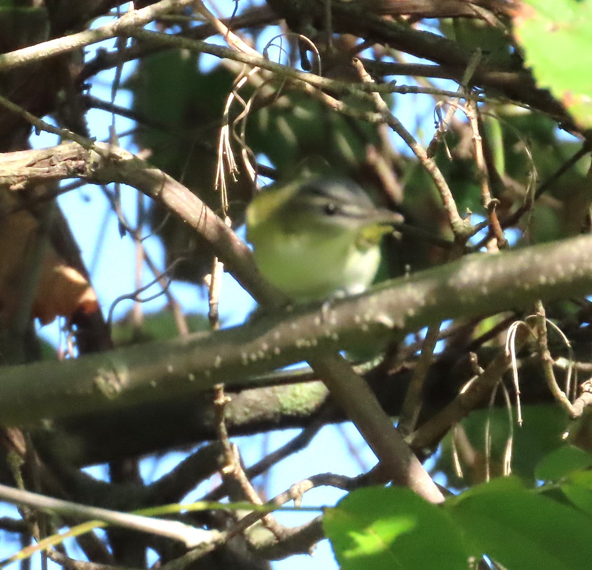 Vireo begigorria - ML642028935
