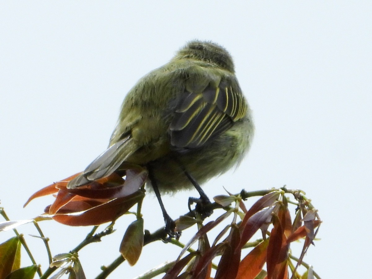 Mistletoe Tyrannulet - ML642028947