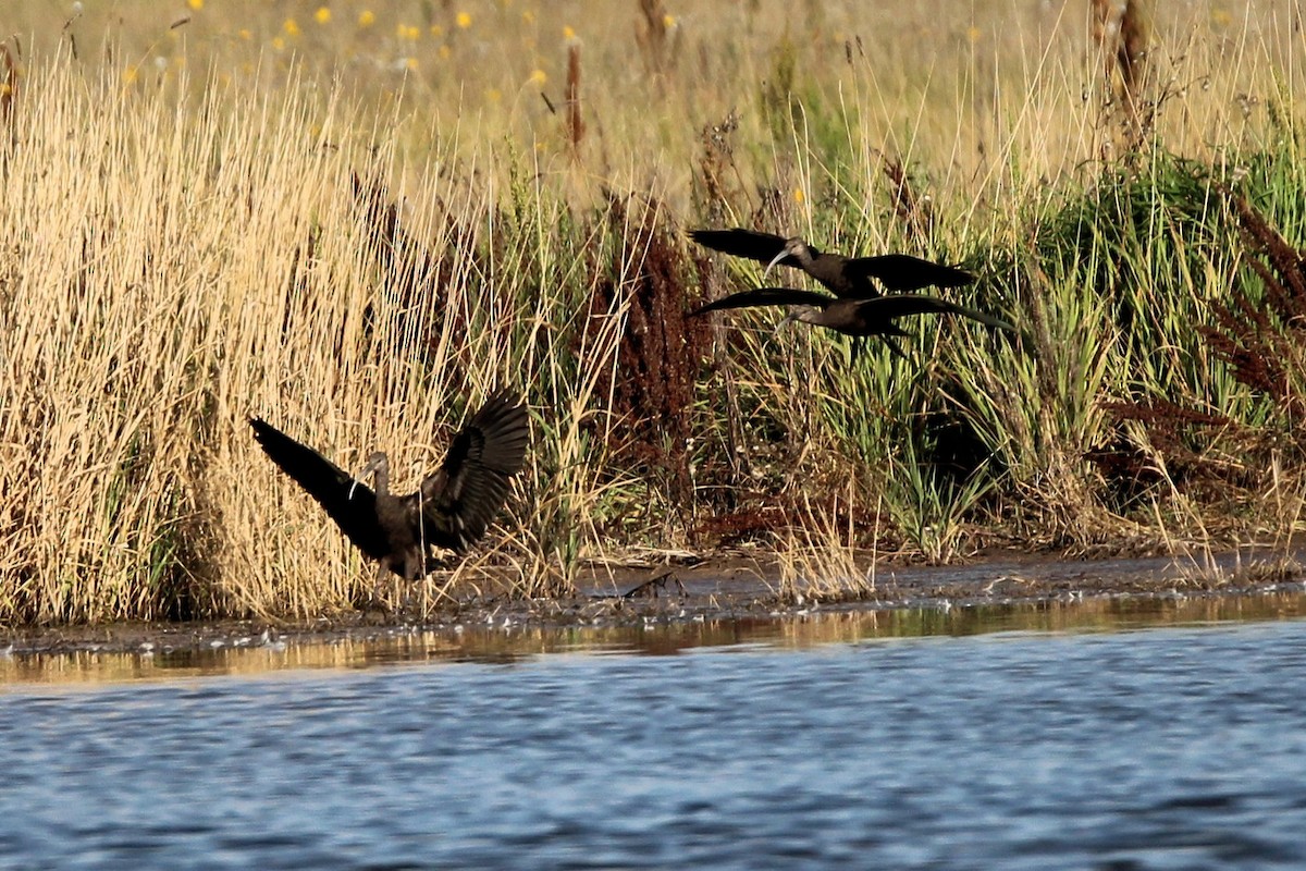 White-faced Ibis - ML642028949