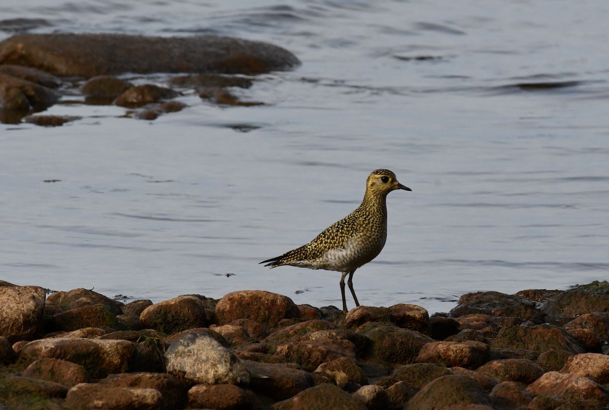 European Golden-Plover - ML642028957