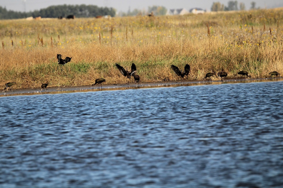 White-faced Ibis - ML642028962
